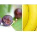Beck Health  Nutrition - Sydney Private Schools