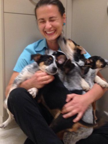 Pacific Vetcare - Sydney Private Schools 7