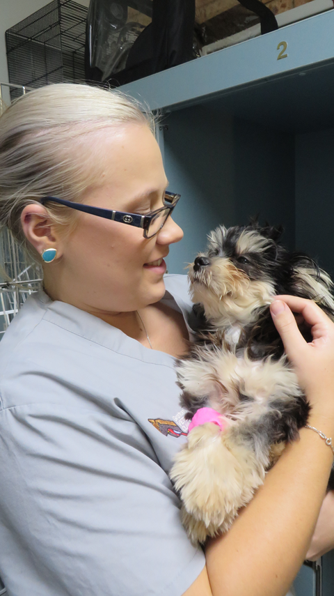 Grafton Veterinary Clinic - Sydney Private Schools 1