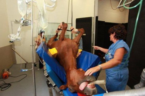Pacific Vetcare - Sydney Private Schools 6