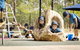 Good Shepherd Lutheran College NT - thumb 0